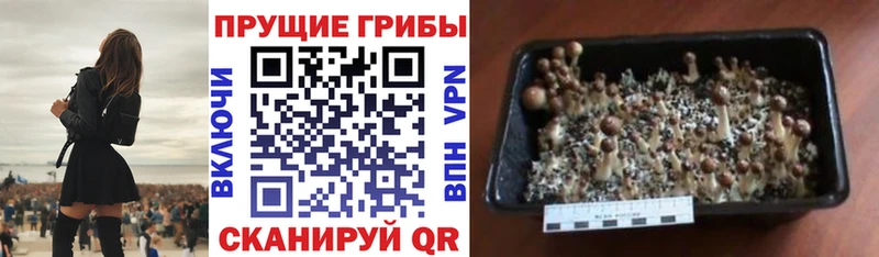 Псилоцибиновые грибы Psilocybe Тырныауз